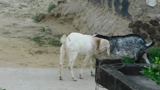 Funny Goat Fight