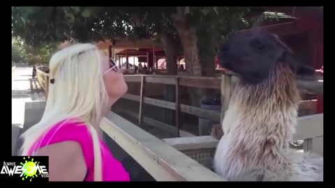 AWESOME Llama spit compilation ★Funny Pino★ Llama spits in woman's face