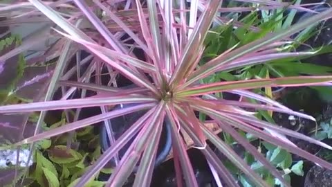 Purple spider plant in the flower shop, it has green touches and is different [Nature & Animals]