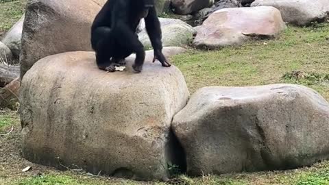 A talented chimpanzee