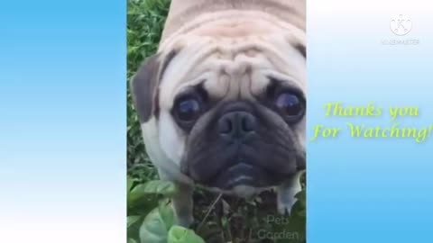 Beautiful Dog see for me hilariously freaks out when interrogated