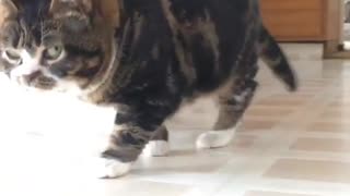 The cat is walking