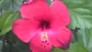 A flor hibisco vermelha mostra toda beleza e glamur para a câmera [Nature & Animals]