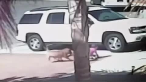 Cat saves child from dog attak