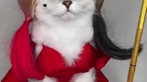 Harley Quinn cat Cosplay