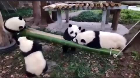 BABY PANDA PLAYING