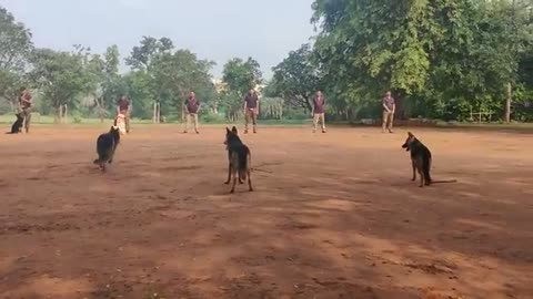 Dog training |I hand handling II practice I|