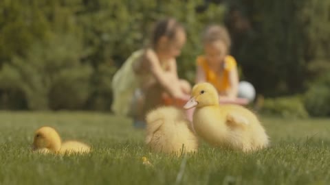 Baby ducks cleaning feather at front as blurred Caucasian girls playing at the background