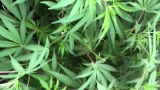 July Cannabis Garden Update