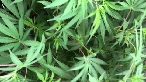 July Cannabis Garden Update