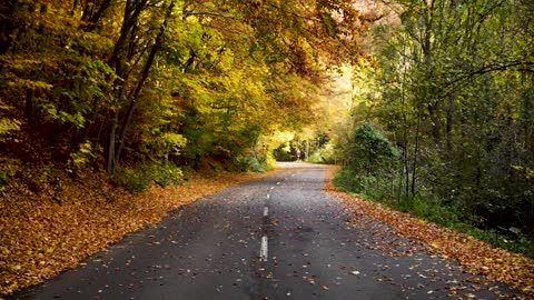 Leaves falling in forest ❤️