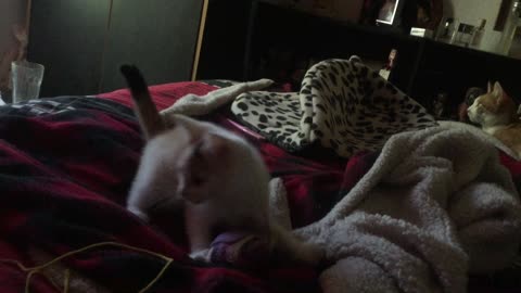 Hyper kittens playing on a bed part 2
