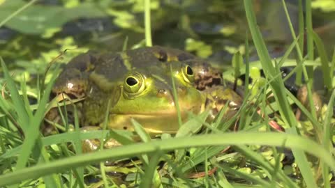 Green Frog or Rana Clamitans