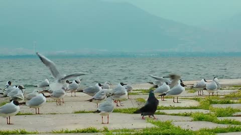 Seagulls on the boardwalk with the sea in the background