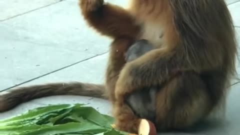 Poor monkey baby 😍 Cute monkeys baby acting like humans #shorts