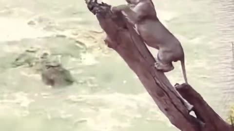 Monkey vs line fight clips #animal #fightclips