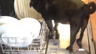 Pup Handles Pre-Wash