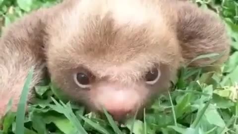 Ever seen a baby sloth before