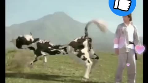 The only milking cow in the world