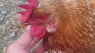 Feeding chicken