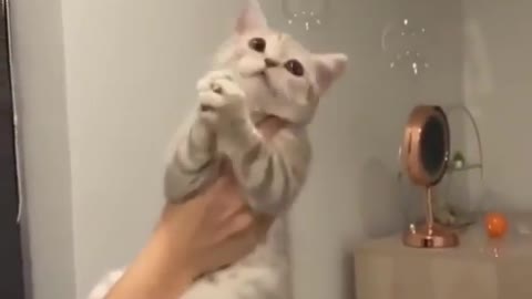 Cat - soap bubbles