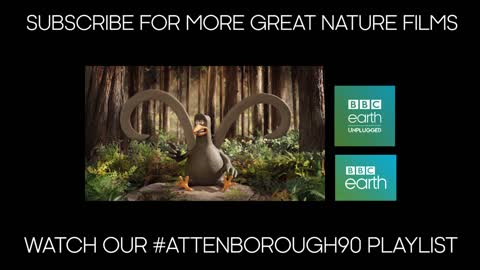 Giant Elephant Bird Egg | #Attenborough90 | BBC Earth