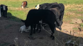 Farm Dog with 5 young Heifers