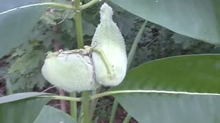 Milkweed