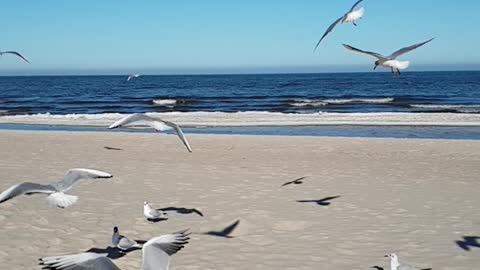 Seagull Screeching, Baltic Sea the Sound of the pure Nature