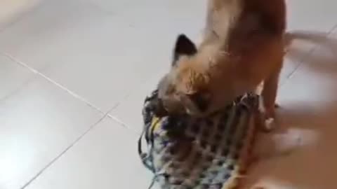 Cute dog plays with a rug