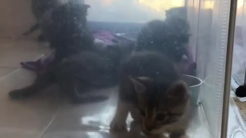 the cutest Kitten trying to get out of Glass Box
