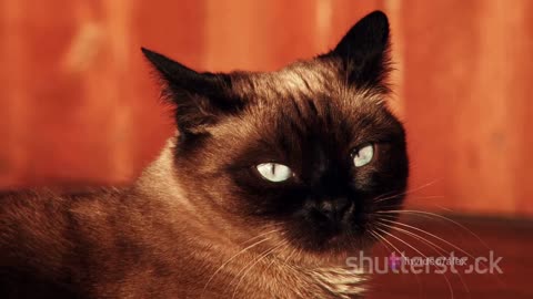 Top 5 Cat Breeds and Their Unique Traits