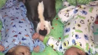 Pit Bull Spends Some Precious Time With These Twin Babies