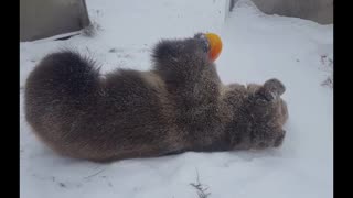 Bear Thoroughly Enjoys Snow Day