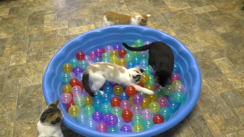 Kittens And A Mini Ball Pit = ADORABLE!