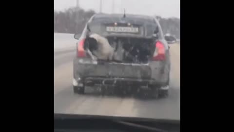 Cute Dog falls off a open trunk but saved hisself! 😱