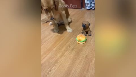 Funny Dog Cake Reaction Compilation