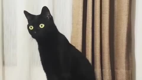 Cute black cat listening to classical music