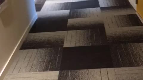 Dog rolls around hallway carpet