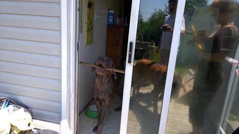 Hilarious puppy can't get his stick through the door