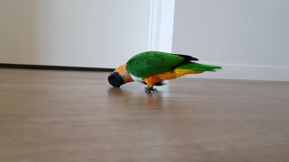 Catcalling Parrot