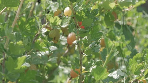 ***Cape Gooseberry: A Tiny Fruit with Mighty Benefits***