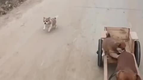Funny Dog Video, Dog Funny Moment, Dog