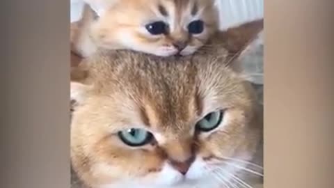 Cute cat mother and son