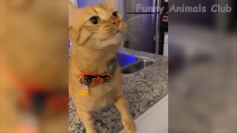 Funny Animal Videos 2024!😂 Funniest Cats and Dogs Videos🥰
