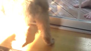 Puppy chasing broom along gate