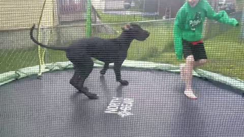 Funny Puppy on trampoline