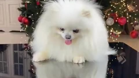 Dogs in joy Christmas day funny moment in this video #short