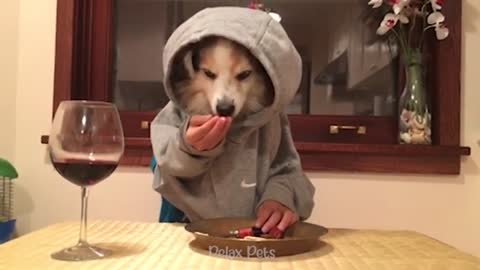 'Try not to laugh at this ultimate funny dog video compilation