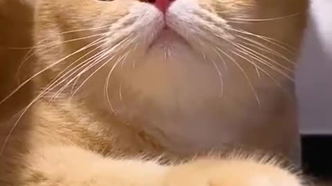 Funny cat video